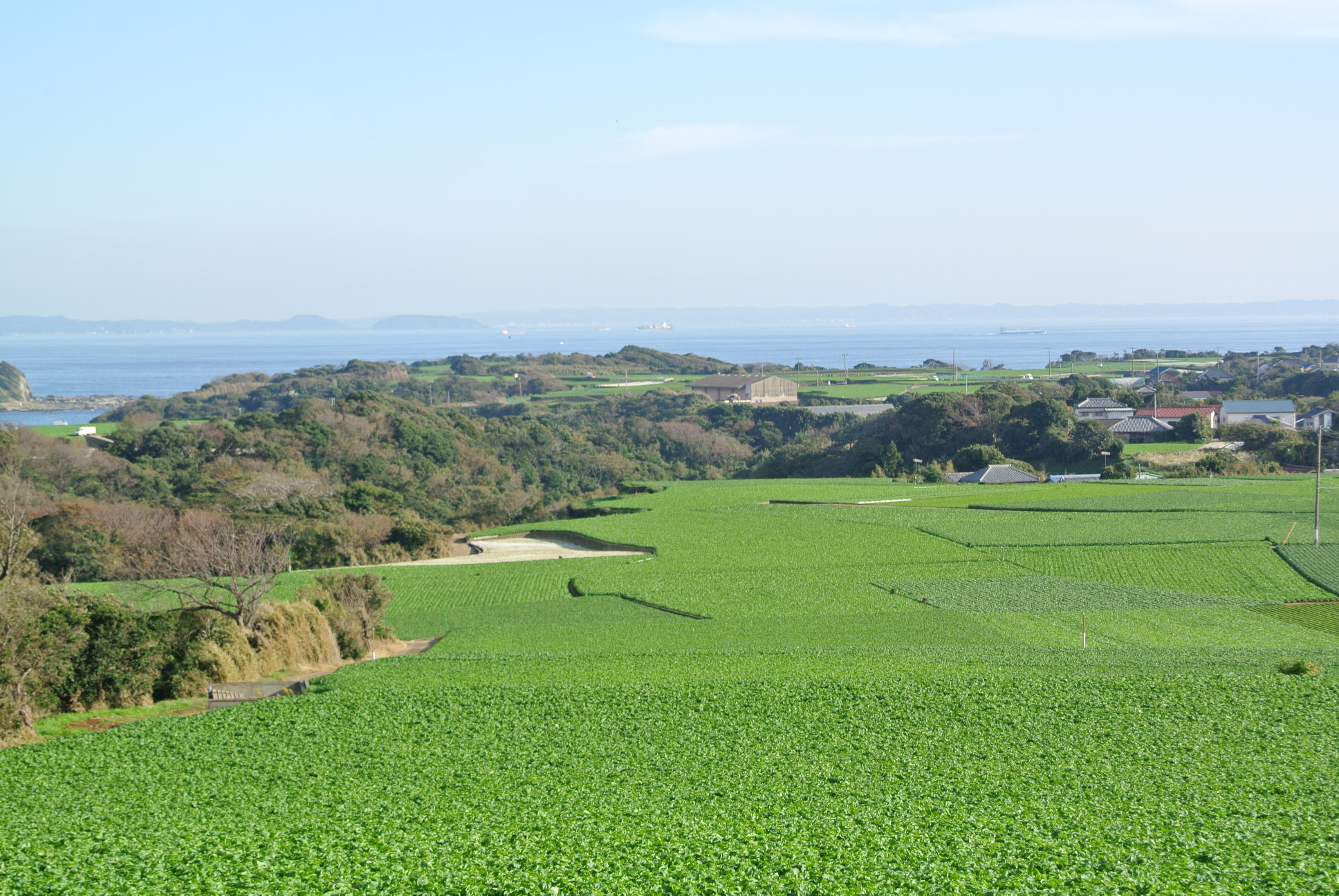 三浦野菜