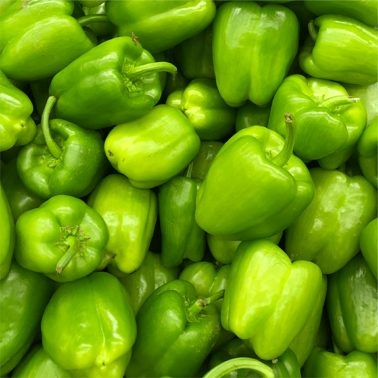 えらぶ 横浜に集まった野菜の中から スペシャリストが野菜を選びます。